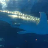 いおワールド かごしま水族館