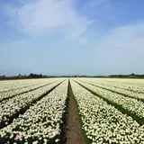 ベームスター干拓地