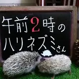 午前２時のハリネズミさん