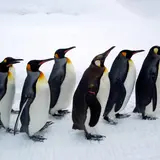 旭川市 旭山動物園