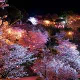夜桜にうっとり♪