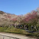 木下沢梅林