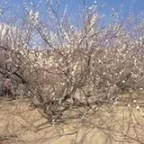 高岡の月知梅