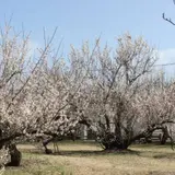 中央公園
