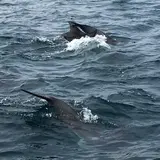 かづさイルカウオッチング
