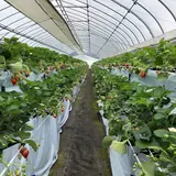 いちご狩り Mama's Berry