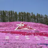 ひがしもこと芝桜公園