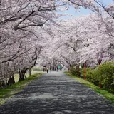 宮川堤の桜