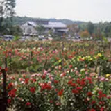 湯遊ランドはなわのダリア園