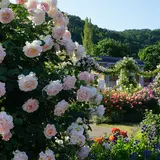 国営越後丘陵公園