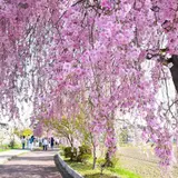 日中線のしだれ桜