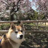 手児奈霊神堂