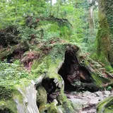 ウィルソン株