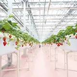 東京ストロベリーパーク（TOKYO STRAWBERRY PARK）