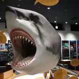 気仙沼シャークミュージアム
