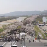 淀川河川公園背割堤地区