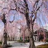宮沢賢治墓所【日蓮宗 身照寺】