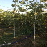YOU農園