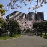 亀戸中央公園