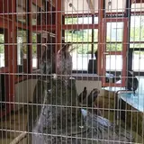 吉香 鵜の里（鵜飼育施設）