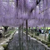 天王川公園の藤