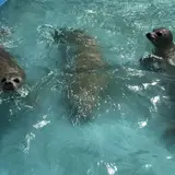 稚内市立ノシャップ寒流水族館