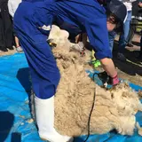 くろべ牧場まきばの風