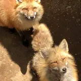 宮城蔵王キツネ村