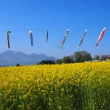 菜の花公園