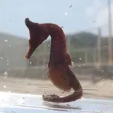 シークロップダイビングスクール