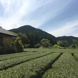 ワイズガーデン