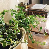 円山CAFE サカノウエ