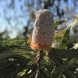 Kings Park and Botanic Garden（キングスパーク＆植物園）