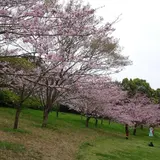 青葉の森