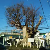 海老名の大ケヤキ
