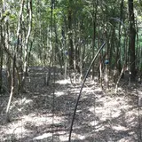 ささやきの森