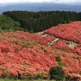 大和葛城山自然ツツジ園