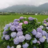 開成あじさいの里