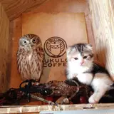 フクロウコーヒー