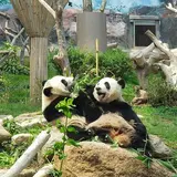 Macao Giant Panda Pavilion