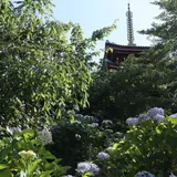 本土寺（あじさい寺）