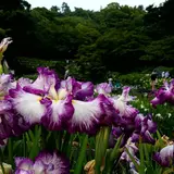 卯辰山花菖蒲園