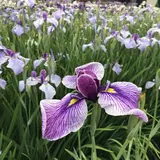 あやめ公園