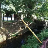 万年橋のケヤキ
