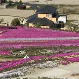 芝桜富士