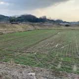 継体天皇磐余玉穂宮跡