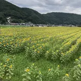 南光ひまわり畑