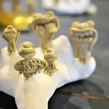 ざっかやー パパハンドー
