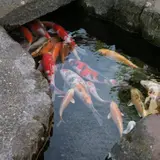 鯉の泳ぐまち