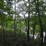 八千穂高原自然園